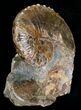 Hoploscaphites Ammonite #6132-2